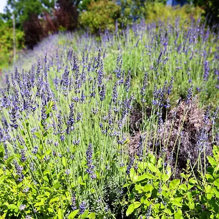 Tenuta Le Fornacelle Lantgård *